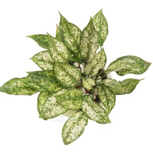 Aglaonema Dazzling Gem