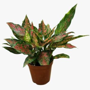 Aglaonema Red Valentine