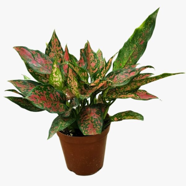 Aglaonema Red Valentine
