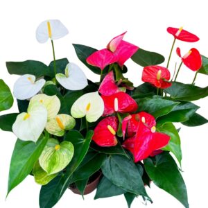 Anthurium Bare Pot