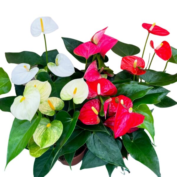 Anthurium Bare Pot