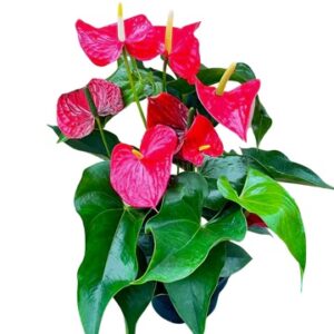 Anthurium Red