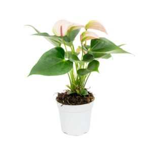 Anthurium "Joli "- Bare Foot
