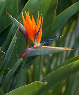 Bird of Paradise