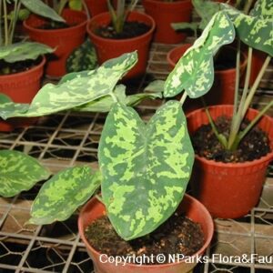 Caladium Hilo Beauty
