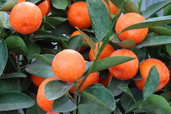 Calamondin