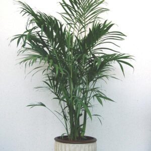 Cat Palm