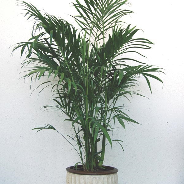 Kitty palm cheap