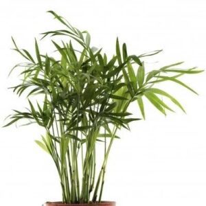 Chamaedorea Seifrizii (Bamboo Palm)