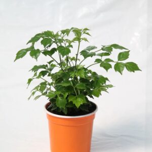 China Doll (Radermachera sinica)