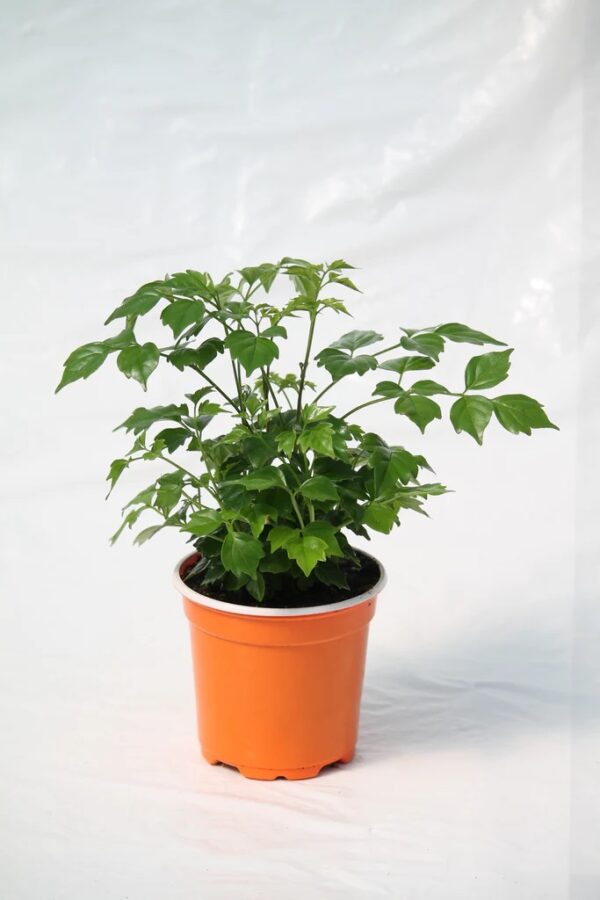China Doll (Radermachera sinica)