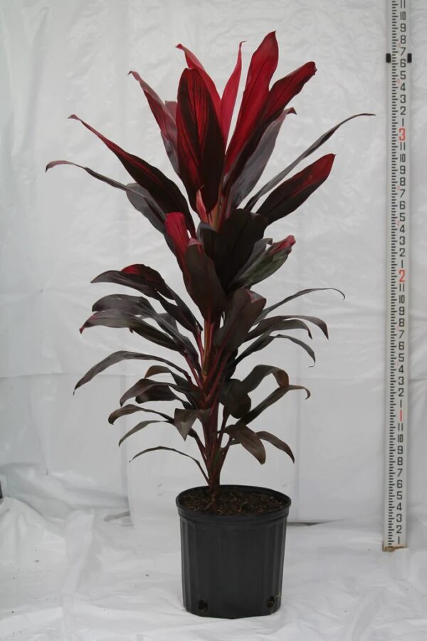Cordyline Florica