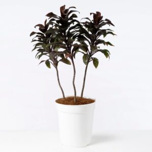 Cordyline Purple Compacta