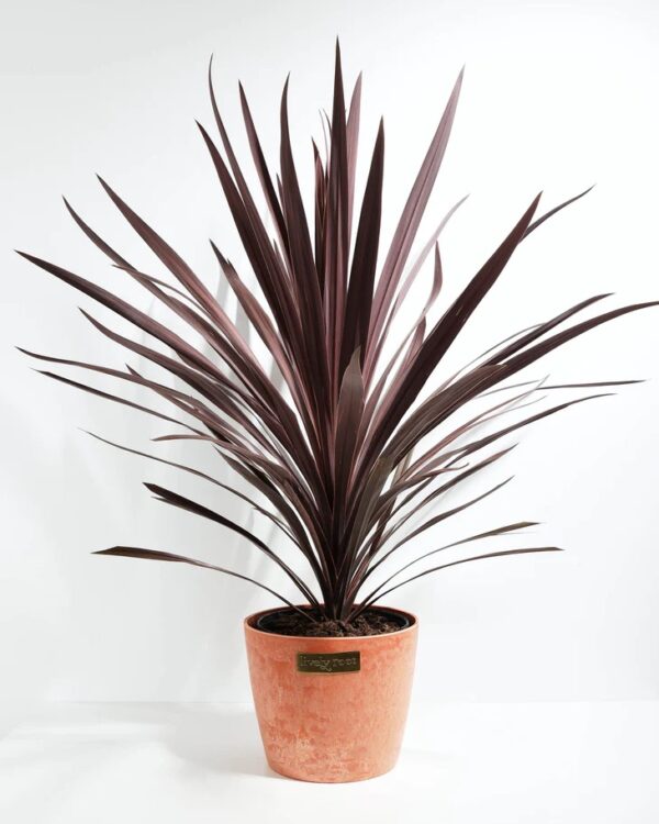 Cordyline Red Sensation