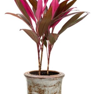 Cordyline Red Sister