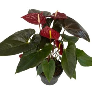 Dark Leaf Anthurium