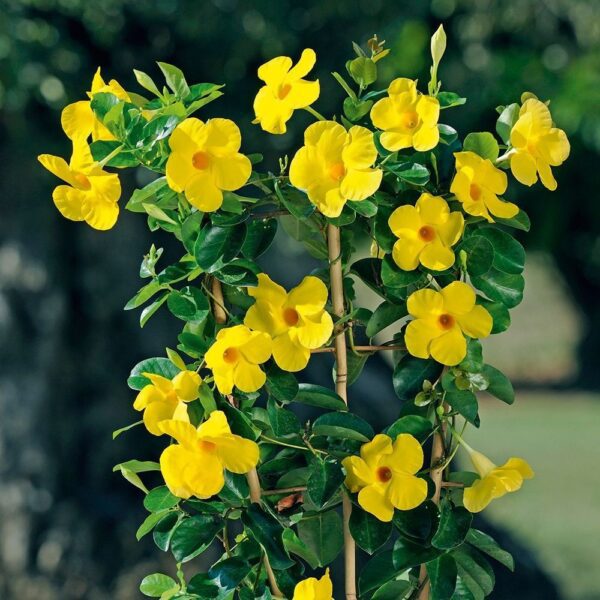 Dipladenia Bush Yellow