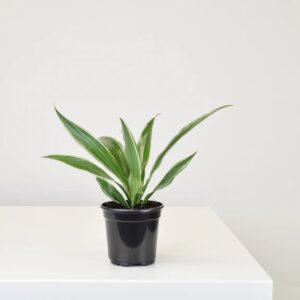 Dracaena, Warneckii