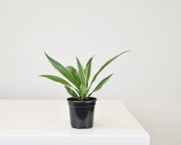 Dracaena, Warneckii