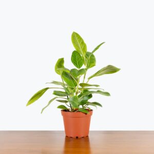 Ficus Altissima