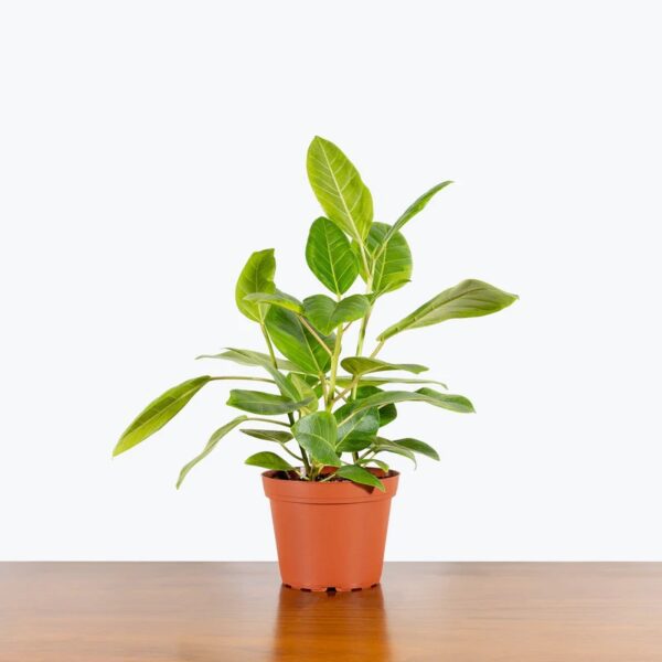 Ficus Altissima