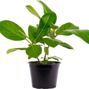 Ficus Audrey