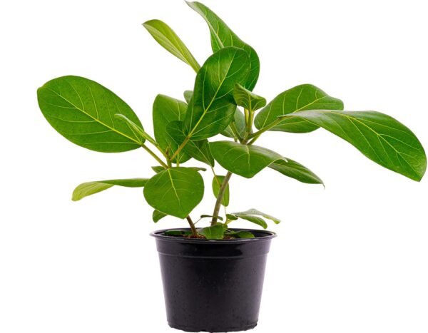 Ficus Audrey