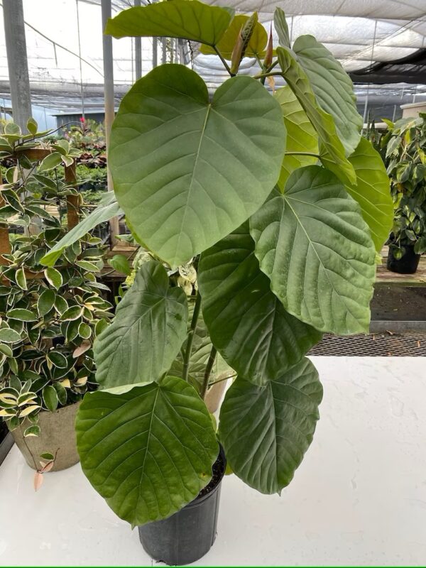 Ficus Umbellata Braid
