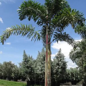 Fox Tail Palm