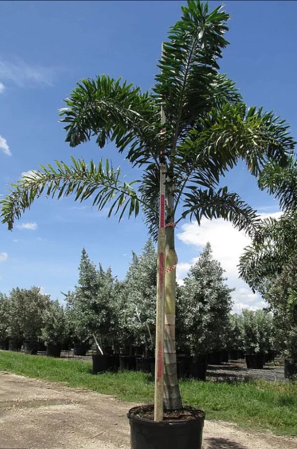 Fox Tail Palm