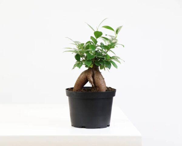 Ginseng Bonsai