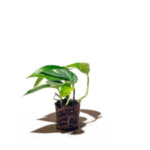 Golden Pothos