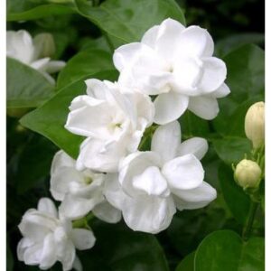 Jasmine Sambac