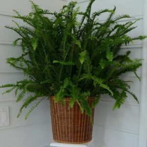 Kimberly Fern (Nephrolepis)