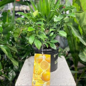 Lemon