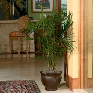 Majestic Palm