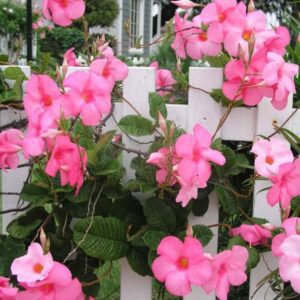 Mandevilla Trellis Pink