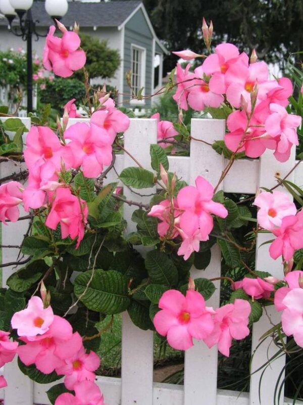 Mandevilla Trellis Pink