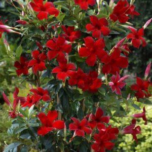 Mandevilla Trellis Red