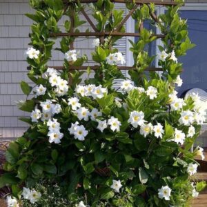Mandevilla Trellis White