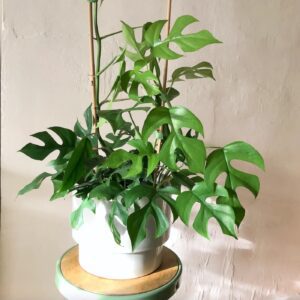 MonsteraTetrasperma