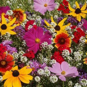 Flower seeds-Butterfly Mixture (large)
