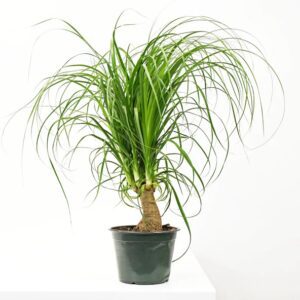 Palm, Ponytail