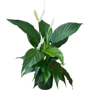 Peace Lilly