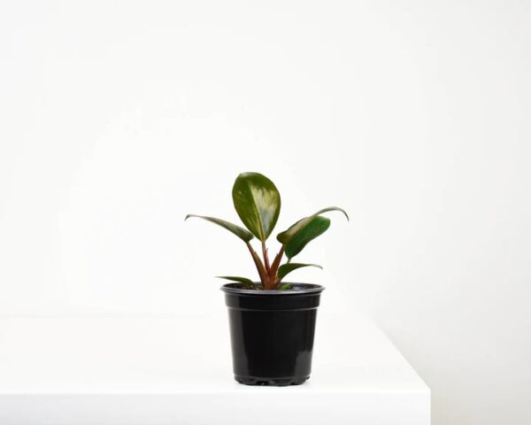 Philodendron, Red Congo