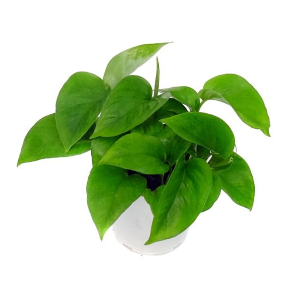 Pothos Green Jade