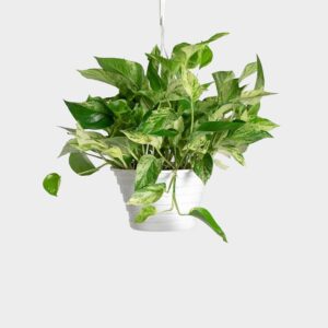 Pothos Marble