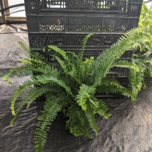 10" Kimberly Fern HB