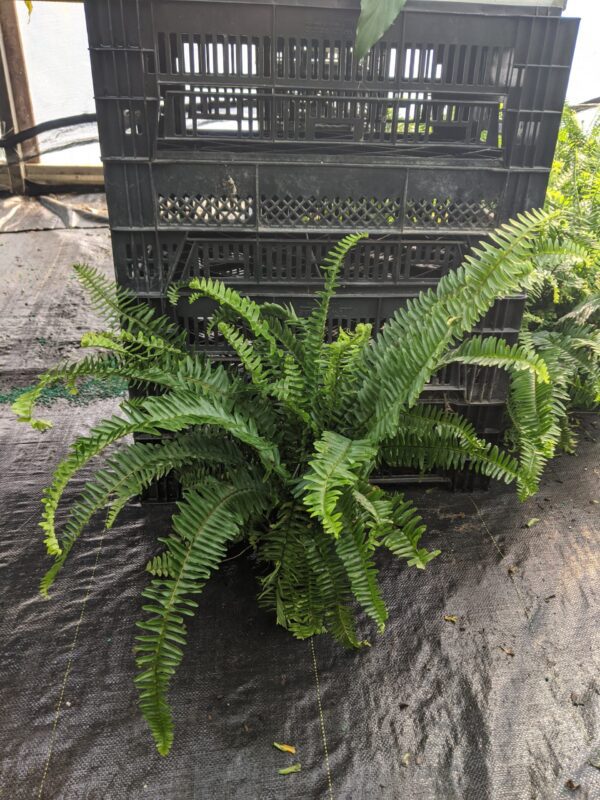 10" Kimberly Fern HB