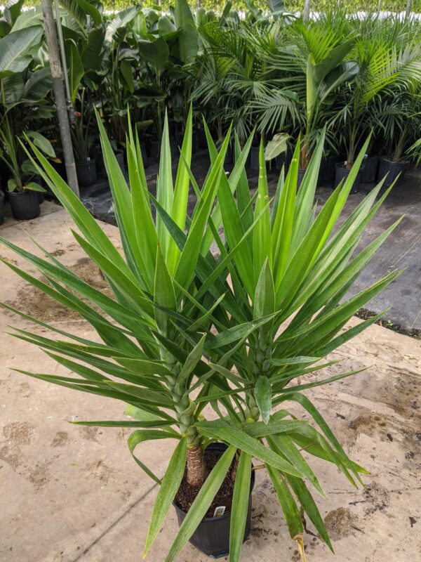 10" Yucca